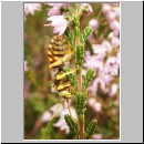 Nomada fulvicornis - Wespenbiene 01 13mm.jpg